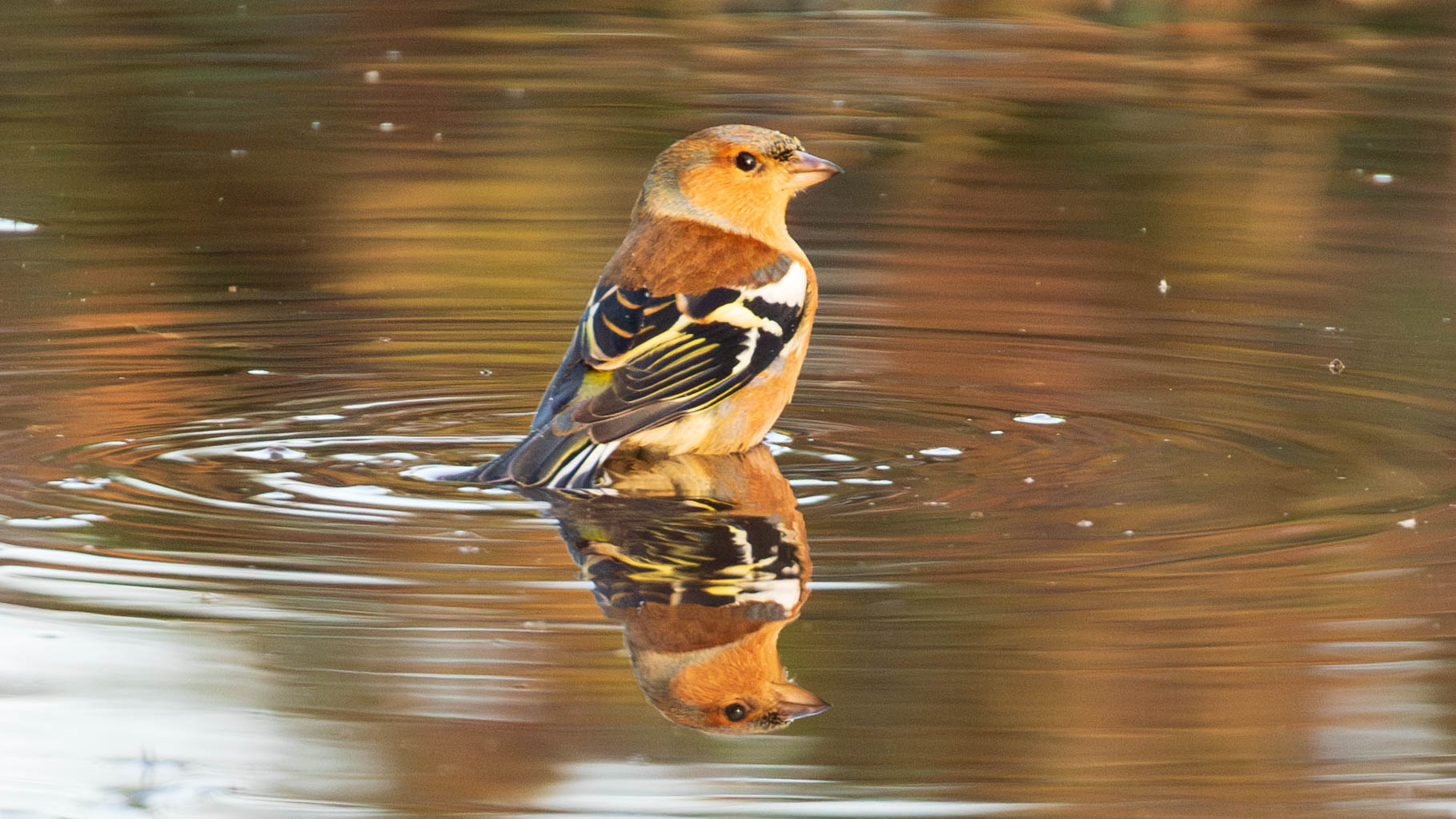 Chaffinch sitting in a puddle with a clear reflection