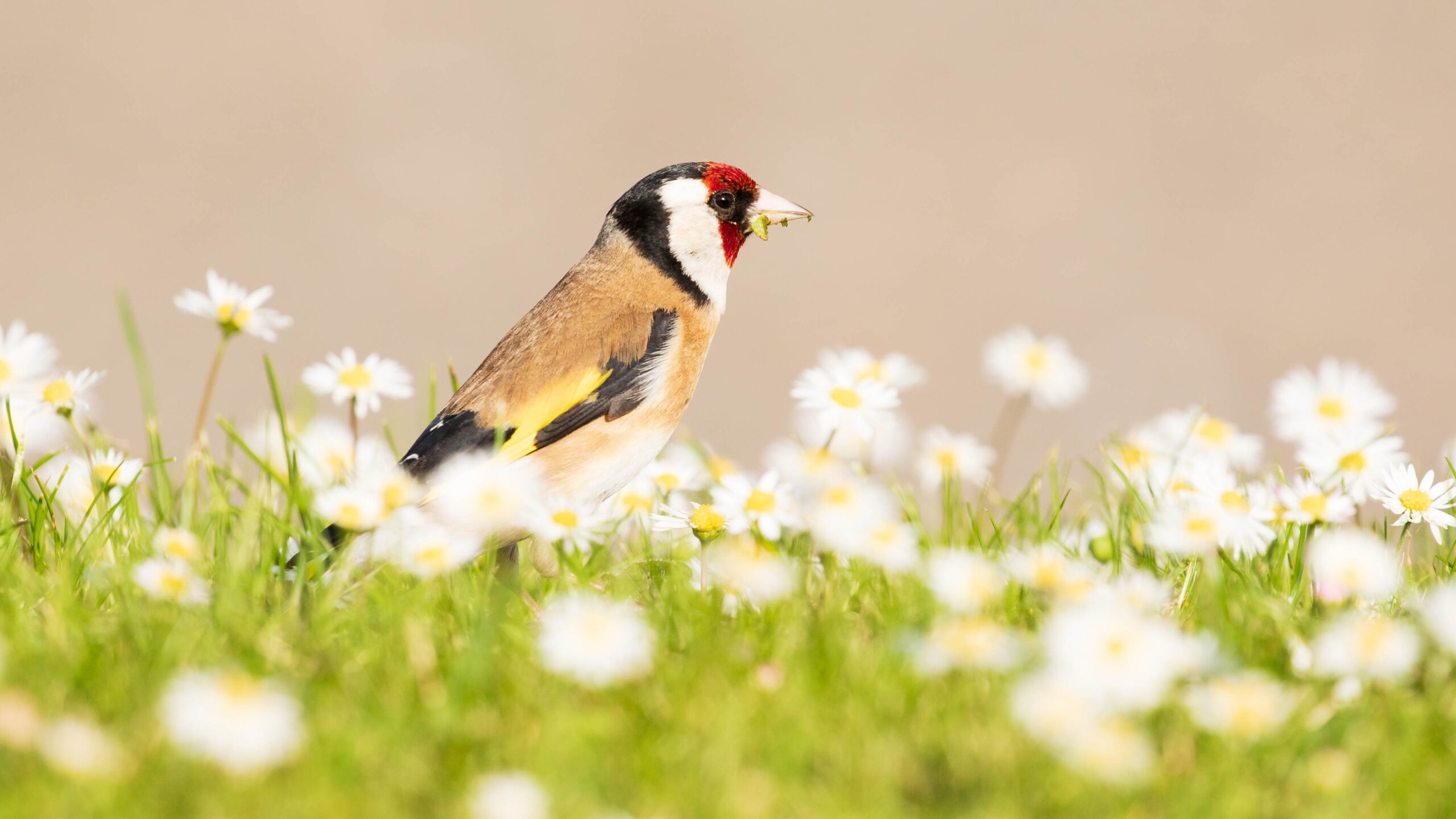 Goldfinch on ground sitting among bright daisies